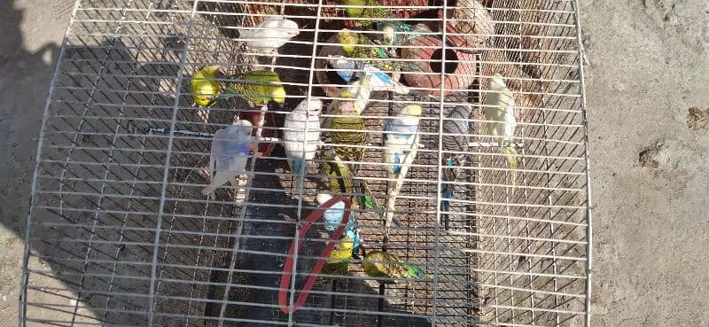 parrots for sale  home breed 2