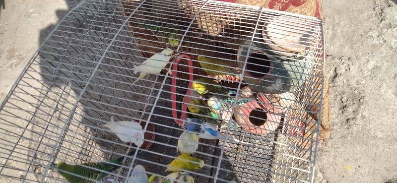 parrots for sale  home breed 3
