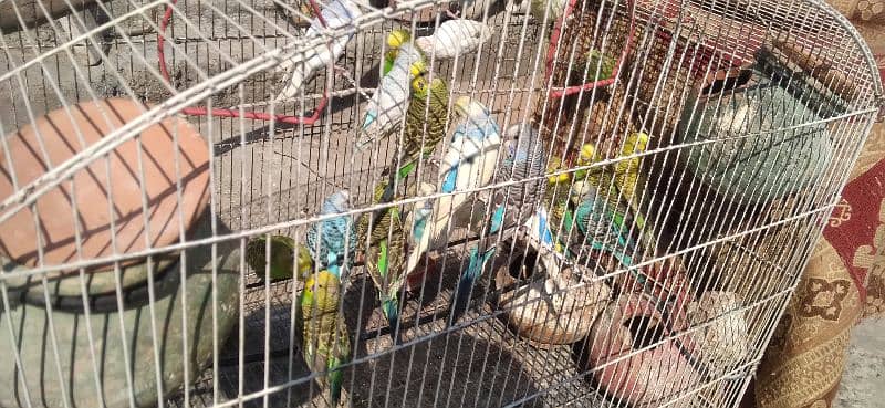 parrots for sale  home breed 6