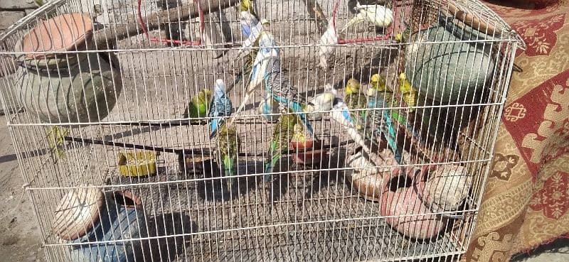 parrots for sale  home breed 7