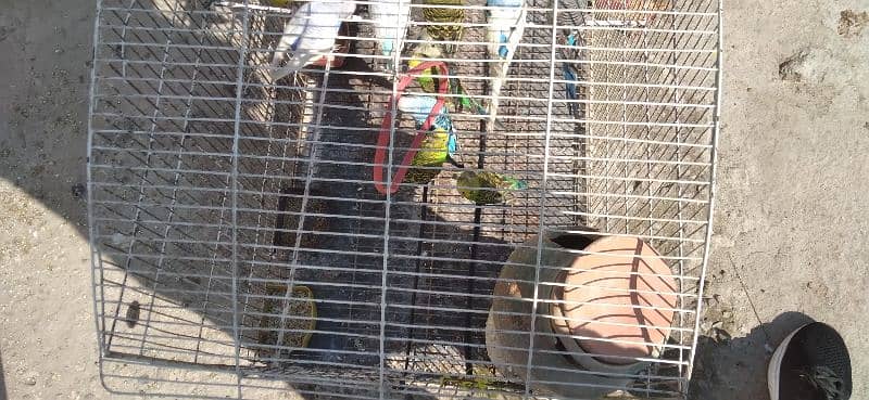 parrots for sale  home breed 8