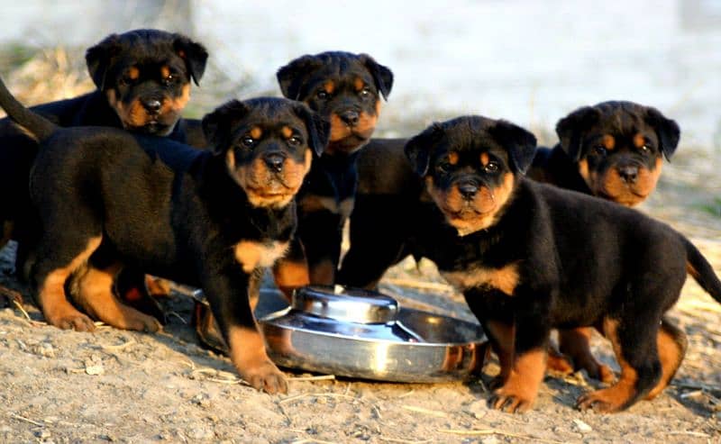 Rottweiler Male For Sale 0