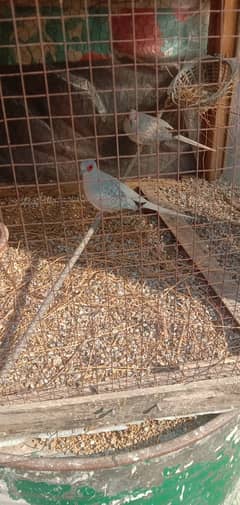 China dove for sale