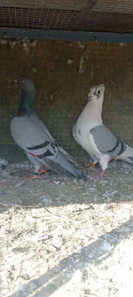 breeder pair pigeon Available 6