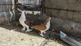 sherazi pigeon pair for sale 0