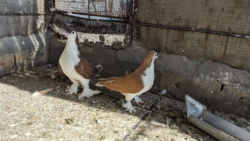 sherazi pigeon pair for sale 0