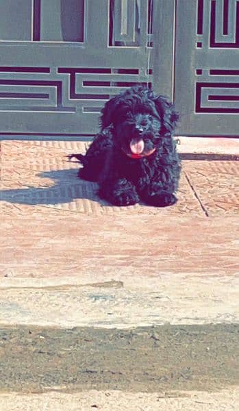 Toy Poodle male for sale 1
