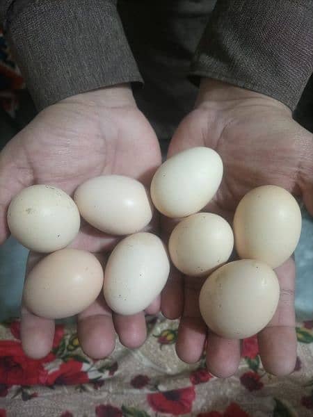 Aseel eggs mian wali sindhi breed eggs /pure aseel eggs/sindhi eggs/ 0