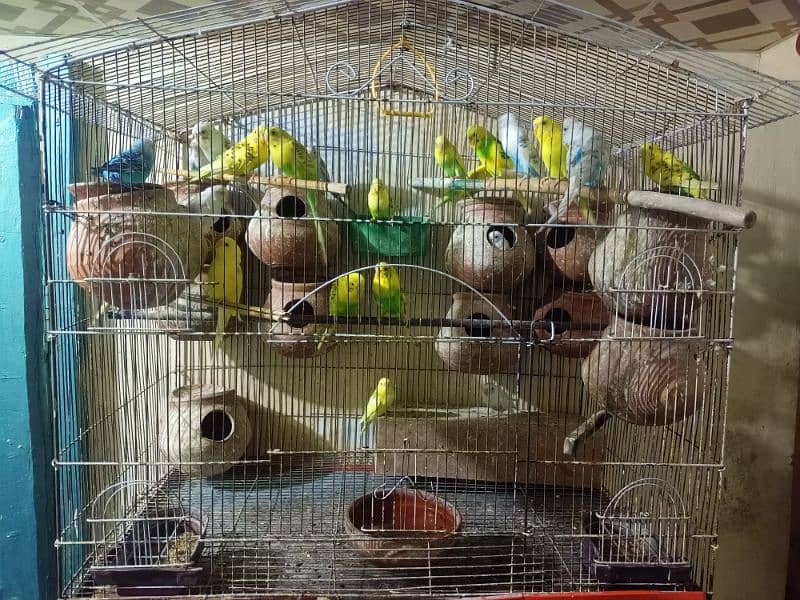 Australian parrots for sale 2