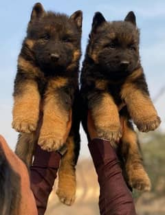 German shepherd long coat puppies available sale contact 03427800132