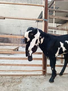 goats amritsari bital beader quality male