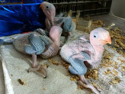 kashmiri raw parrot | parrot | raw parrot | raw parrots chiks |