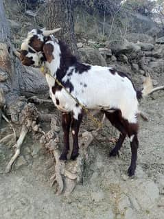 Goats/Bakray