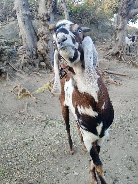Goats/Bakray for sale 1