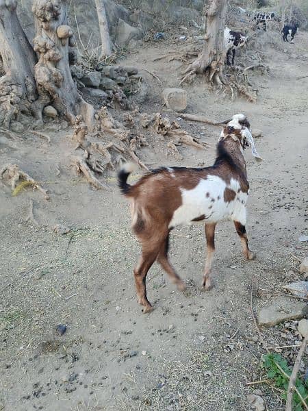 Goats/Bakray for sale 2