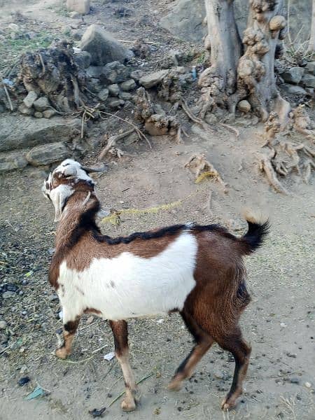 Goats/Bakray for sale 3