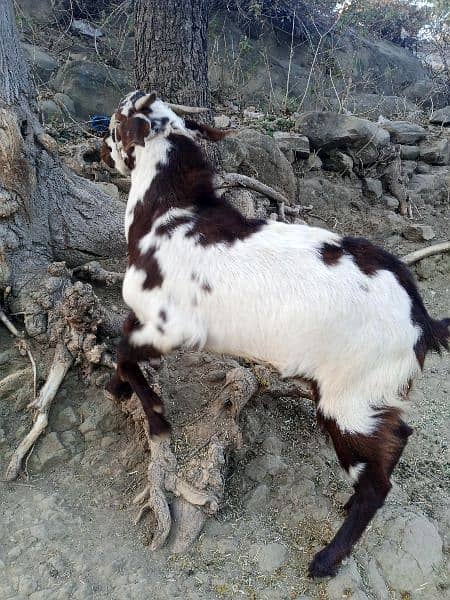 Goats/Bakray for sale 4