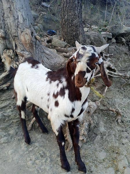 Goats/Bakray for sale 5