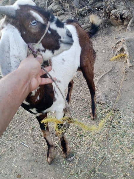Goats/Bakray for sale 6