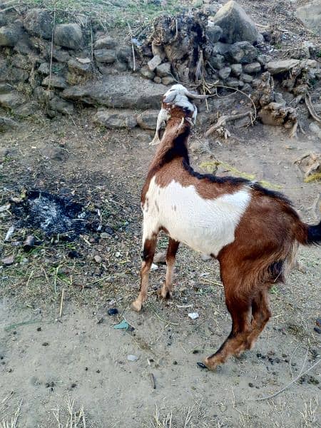 Goats/Bakray for sale 7