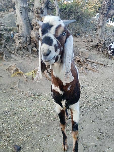Goats/Bakray for sale 9