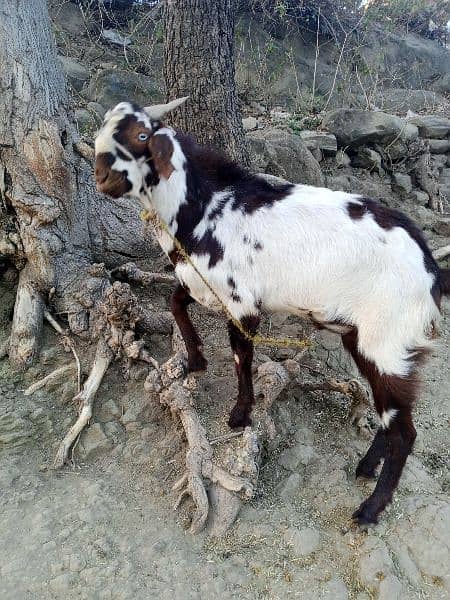 Goats/Bakray for sale 10