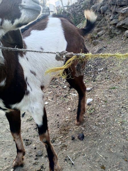 Goats/Bakray for sale 11