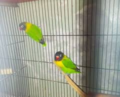 love birds