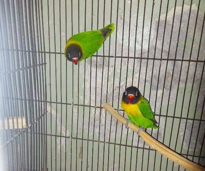 love birds 2