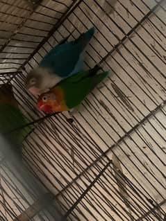 love birds 5 confirm breeder pair with eggs and cage full setup