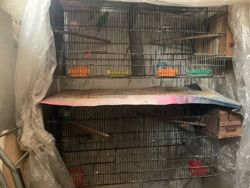 love birds 5 confirm breeder pair with eggs and cage full setup 1