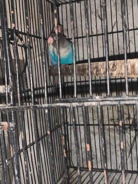 love birds 5 confirm breeder pair with eggs and cage full setup 2