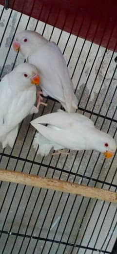Albino Red Eye for Sale