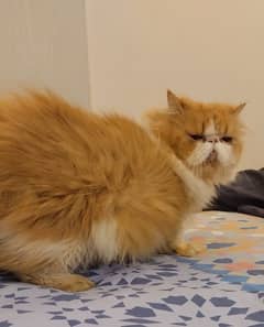 Persian peke male cat for sale 0