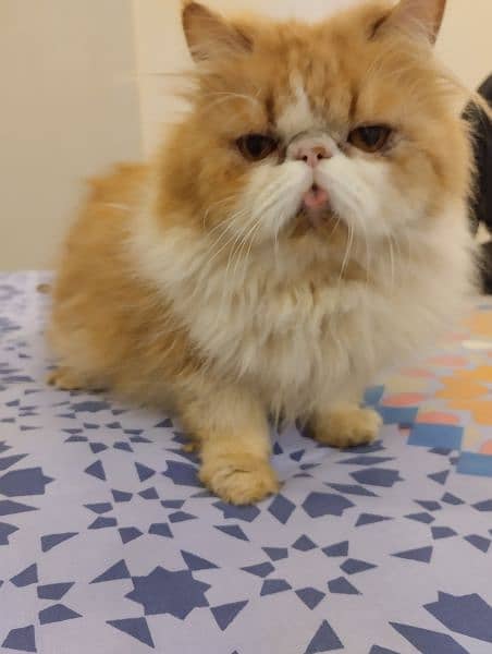 Persian peke male cat for sale 1