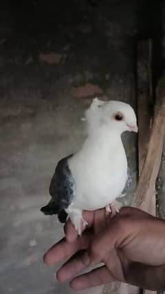 Sentient pigeon/ Fancy pigeon/ Fancy birds 0