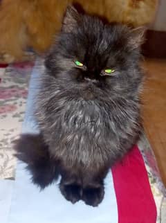 Male  persian cats for sale