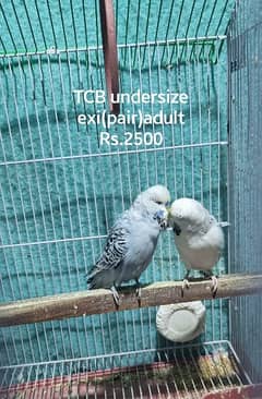 budgies / budgry / austrailian /parrots