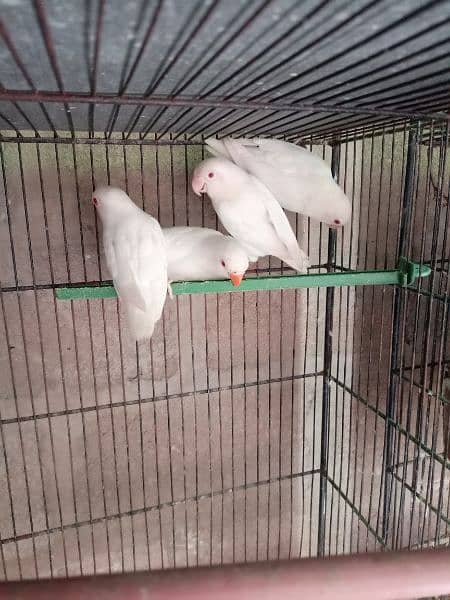 albino red ayes 10