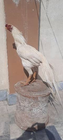 Parrot Beak Aseel Indian Thamilnado Imported