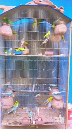 cage with Birds , full set up , urgent selling