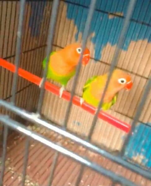 cage with Birds , full set up , urgent selling 2