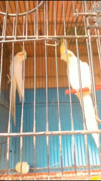 cage with Birds , full set up , urgent selling 3