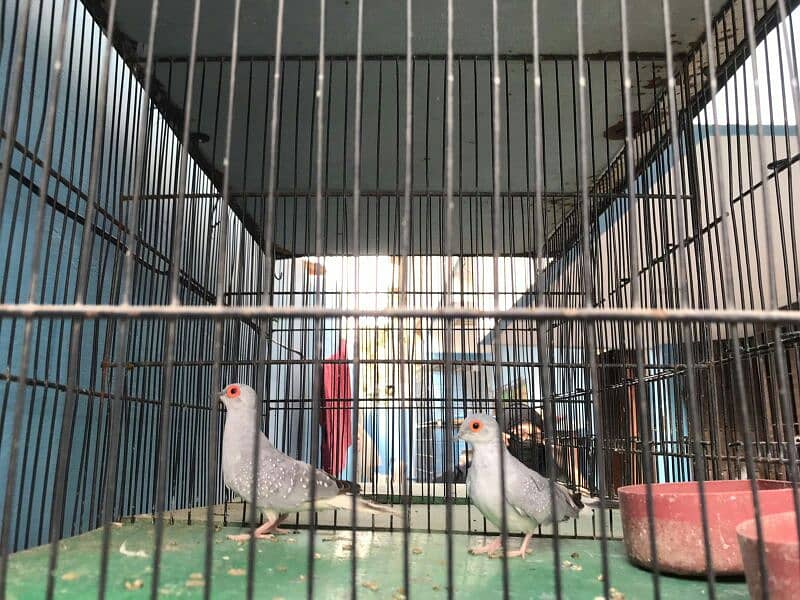 cage with Birds , full set up , urgent selling 4