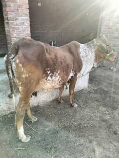 cholastani cross cow for sale, second timer &  2month ghaban.