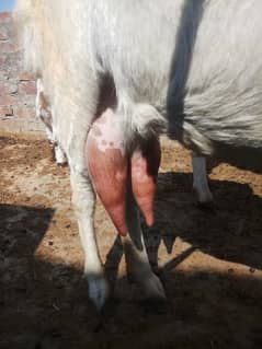 Goat milk ( bakri ka khalis dood available ha )(13 month ka bakra aur)