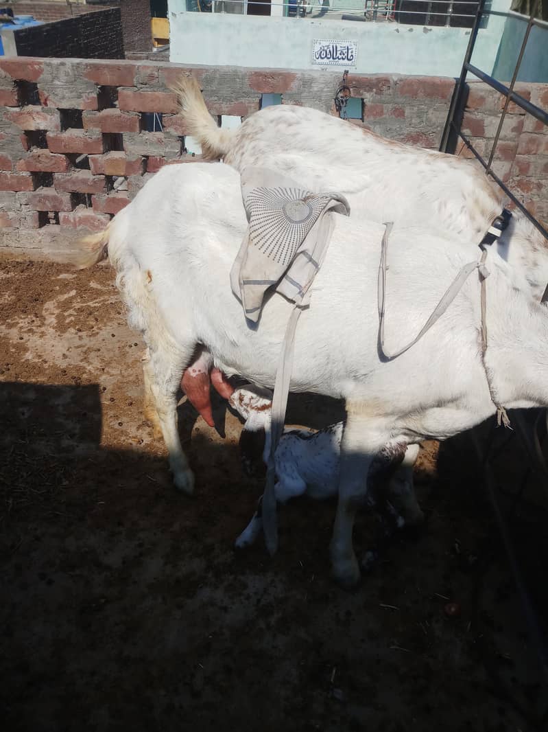 Goat milk ( bakri ka khalis dood available ha 1