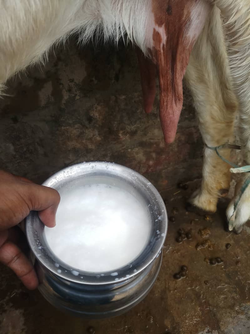Goat milk ( bakri ka khalis dood available ha 3