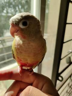 Hand tame Pineapple Conure