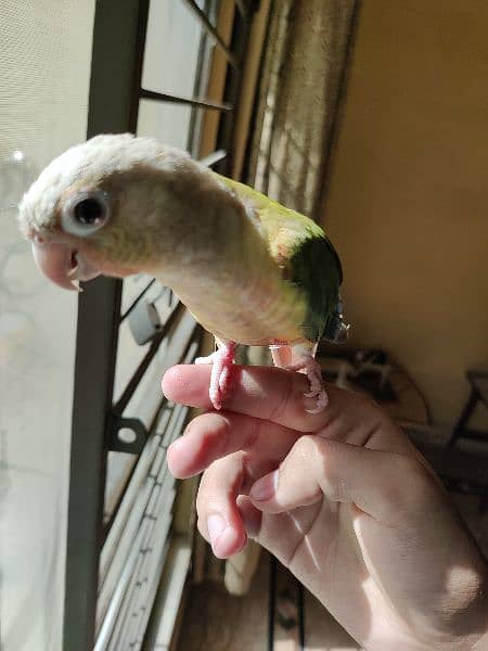 Hand tame Pineapple Conure 1